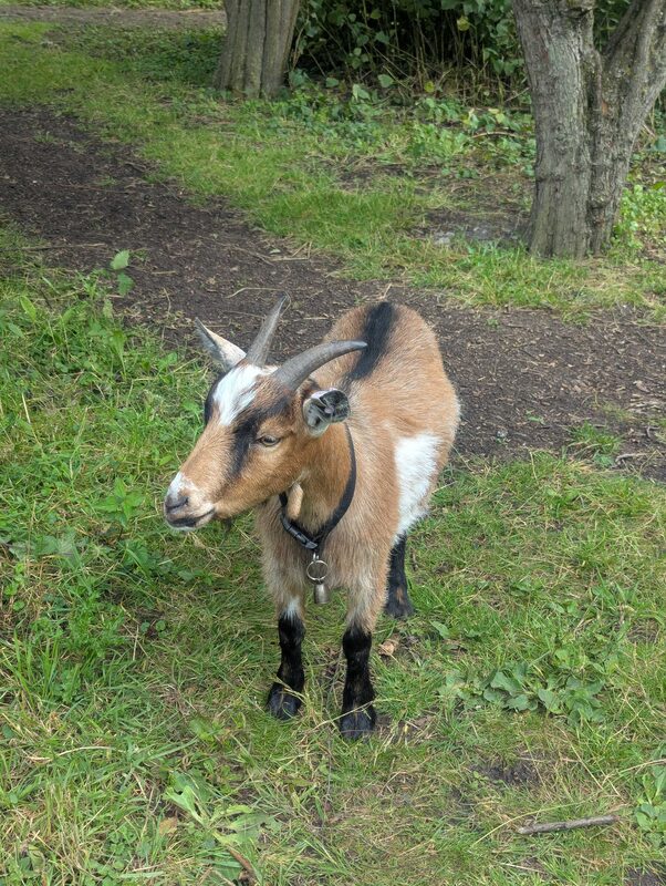 Peanut the pygmy goat