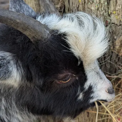 Rollo the pygmy goat