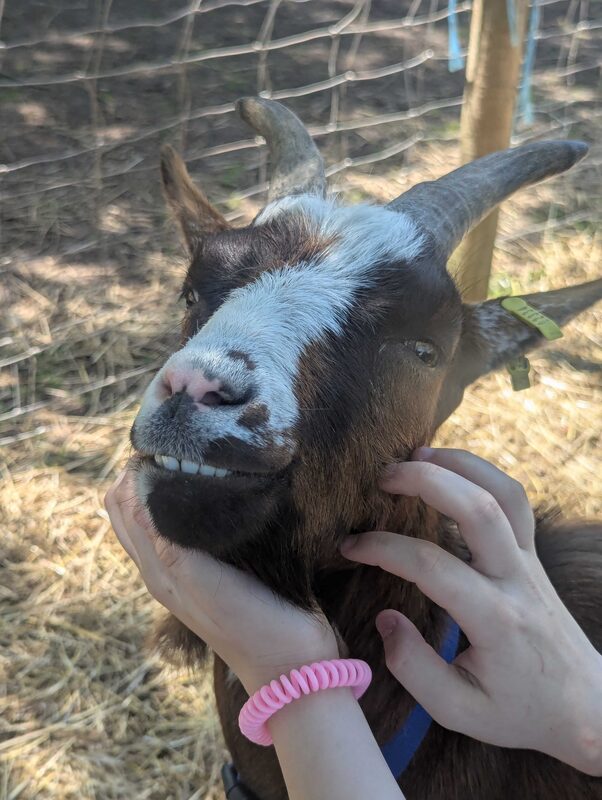 Snickers the pygmy goat